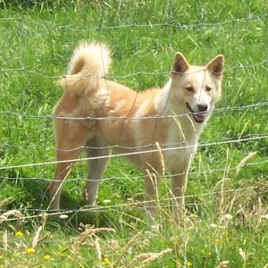 Aviva - Picture of a Canaan Dog